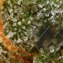 5Star Strawberry Haze Auto by Power Strains THC Content Potency Strength CBD Height Yield Flowering Time Indica Sativa Genetics
