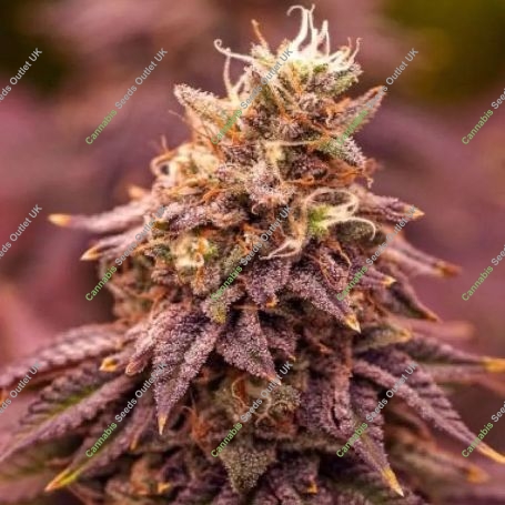 5Star Berry Moonrocks XL Auto Feminized Marijuana Strain by Power Strains For Sale Online at Cannabis Seeds Outlet