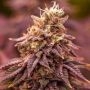 5Star Berry Moonrocks XL Auto Feminized Marijuana Strain by Power Strains For Sale Online at Cannabis Seeds Outlet