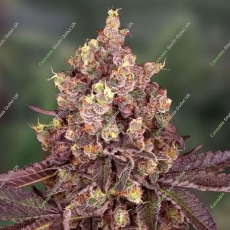 5Star Cherry Pie Feminized Marijuana Strain by Power Strains For Sale Online at Cannabis Seeds Outlet