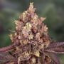 5Star Cherry Pie Feminized Marijuana Strain by Power Strains For Sale Online at Cannabis Seeds Outlet