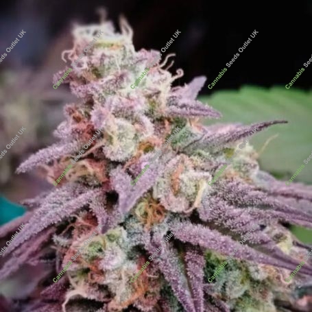 5Star Pink Runtz Auto Feminized Marijuana Strain by Power Strains For Sale Online at Cannabis Seeds Outlet