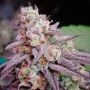 5Star Pink Runtz Auto Feminized Marijuana Strain by Power Strains For Sale Online at Cannabis Seeds Outlet