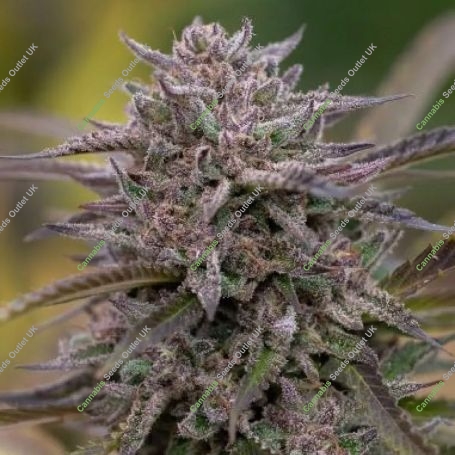 5Star Pink Runtz Feminized Marijuana Strain by Power Strains For Sale Online at Cannabis Seeds Outlet