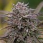 5Star Pink Runtz Feminized Marijuana Strain by Power Strains For Sale Online at Cannabis Seeds Outlet