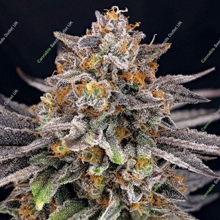 CandyGaz Feminized Marijuana Strain by Ripper Seeds For Sale Online at Cannabis Seeds Outlet