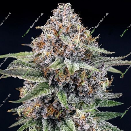 EyeBallz Feminized Marijuana Strain by Ripper Seeds For Sale Online at Cannabis Seeds Outlet