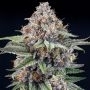 EyeBallz Feminized Marijuana Strain by Ripper Seeds For Sale Online at Cannabis Seeds Outlet