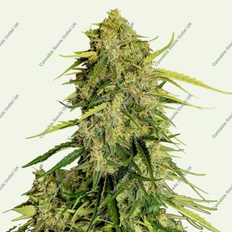 Atlas F1 CBD Auto Feminized Marijuana Strain by Royal Queen Seeds For Sale Online at Cannabis Seeds Outlet