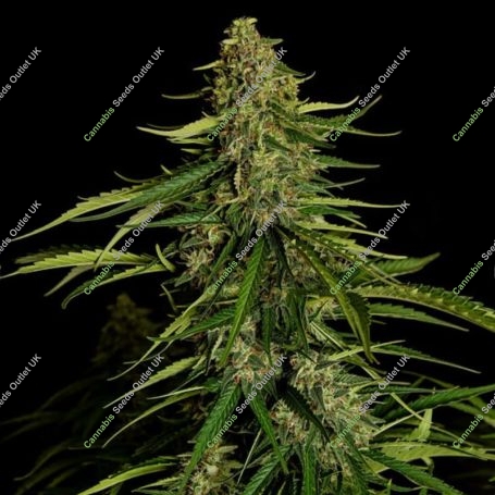 Gaia F1 Auto Feminized Marijuana Strain by Royal Queen Seeds For Sale Online at Cannabis Seeds Outlet