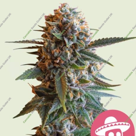 Mexican Rush Feminized Marijuana Strain by Royal Queen Seeds For Sale Online at Cannabis Seeds Outlet