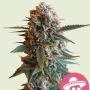Mexican Rush Feminized Marijuana Strain by Royal Queen Seeds For Sale Online at Cannabis Seeds Outlet