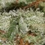 Mexican Rush Feminized by Royal Queen Seeds THC Content Potency Strength CBD Height Yield Flowering Time Indica Sativa Genetics