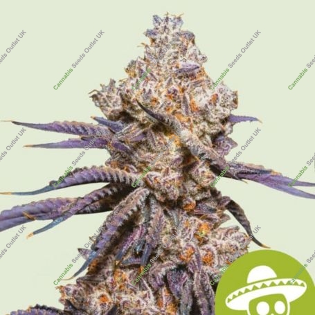 Mexican Rush Auto Feminized Marijuana Strain by Royal Queen Seeds For Sale Online at Cannabis Seeds Outlet