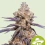 Mexican Rush Auto Feminized Marijuana Strain by Royal Queen Seeds For Sale Online at Cannabis Seeds Outlet