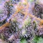 Mexican Rush Auto Feminized by Royal Queen Seeds THC Content Potency Strength CBD Height Yield Flowering Time Indica Sativa Gene