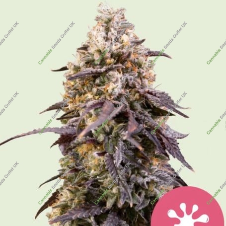 Sticky Queen Feminized Marijuana Strain by Royal Queen Seeds For Sale Online at Cannabis Seeds Outlet