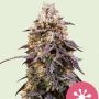 Sticky Queen Feminized Marijuana Strain by Royal Queen Seeds For Sale Online at Cannabis Seeds Outlet