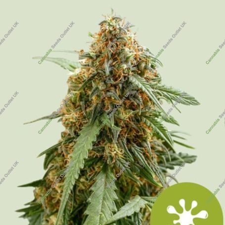 Sticky Queen Auto Feminized Marijuana Strain by Royal Queen Seeds For Sale Online at Cannabis Seeds Outlet