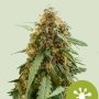 Sticky Queen Auto Feminized Marijuana Strain by Royal Queen Seeds For Sale Online at Cannabis Seeds Outlet