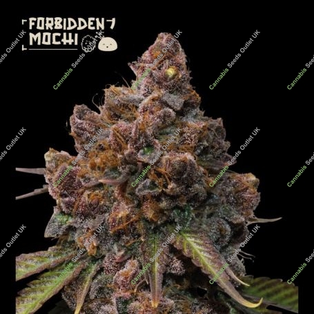 Forbidden Mochi Feminized Marijuana Strain by Superior Seedstockers For Sale Online at Cannabis Seeds Outlet