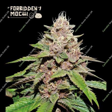 Forbidden Mochi Auto Feminized Marijuana Strain by Superior Seedstockers For Sale Online at Cannabis Seeds Outlet