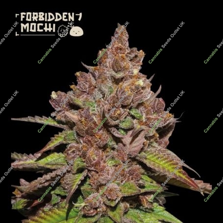 Forbidden Mochi FAST Feminized Marijuana Strain by Superior Seedstockers For Sale Online at Cannabis Seeds Outlet
