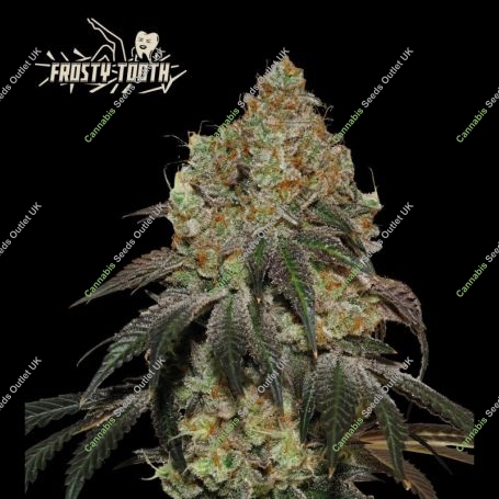 Frosty Tooth Feminized Marijuana Strain by Superior Seedstockers For Sale Online at Cannabis Seeds Outlet