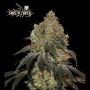 Frosty Tooth Feminized Marijuana Strain by Superior Seedstockers For Sale Online at Cannabis Seeds Outlet