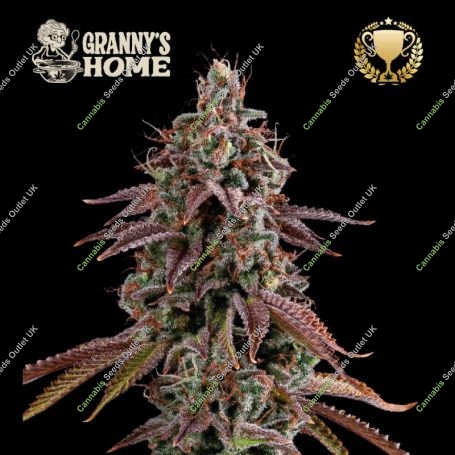 Grannys Home Feminized Marijuana Strain by Superior Seedstockers For Sale Online at Cannabis Seeds Outlet