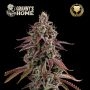 Grannys Home Feminized Marijuana Strain by Superior Seedstockers For Sale Online at Cannabis Seeds Outlet