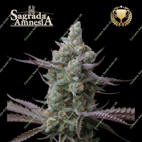 Sagrada Amnesia Feminized Marijuana Strain by Superior Seedstockers For Sale Online at Cannabis Seeds Outlet