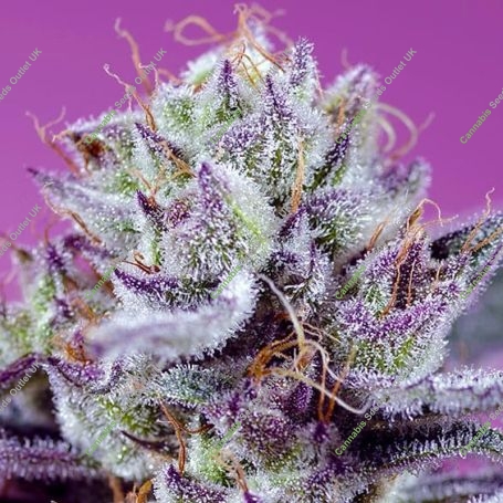 Diablos Delight XL Auto Feminized Marijuana Strain by Sweet Seeds For Sale Online at Cannabis Seeds Outlet