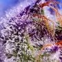 Sweet Seeds Diablos Delight XL Auto Smoke Buds Weed Ganja Skunk Dope Pot Images Pics Nuggets