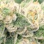 Diablos Delight XL Auto Feminized by Sweet Seeds THC Content Potency Strength CBD Height Yield Flowering Time Indica Sativa Gene
