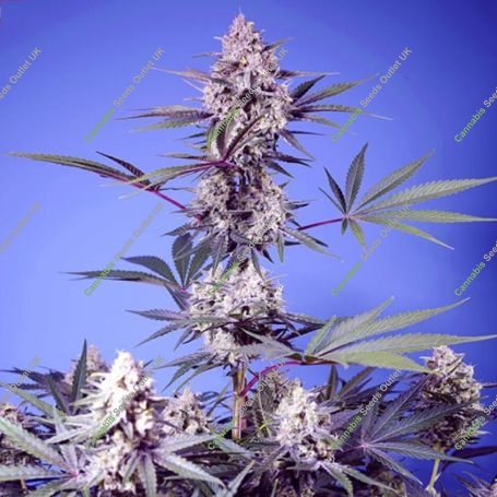 Mental Rainbow F1 Fast V Feminized Marijuana Strain by Sweet Seeds For Sale Online at Cannabis Seeds Outlet