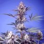 Mental Rainbow F1 Fast V Feminized Marijuana Strain by Sweet Seeds For Sale Online at Cannabis Seeds Outlet