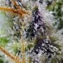 Sweet Seeds Mental Rainbow F1 Fast V Smoke Buds Weed Ganja Skunk Dope Pot Images Pics Nuggets