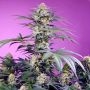 Monster Maker Feminized Marijuana Strain by Sweet Seeds For Sale Online at Cannabis Seeds Outlet