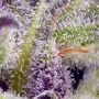 Sweet Seeds Monster Maker Smoke Buds Weed Ganja Skunk Dope Pot Images Pics Nuggets
