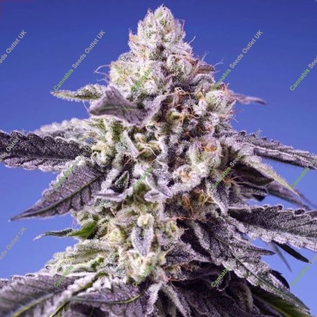 Permanent Jealousy XL Auto Feminized Marijuana Strain by Sweet Seeds For Sale Online at Cannabis Seeds Outlet