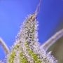 Sweet Seeds Permanent Jealousy XL Auto Smoke Buds Weed Ganja Skunk Dope Pot Images Pics Nuggets