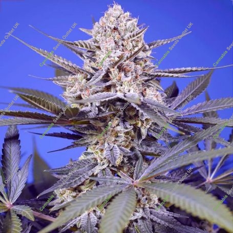 Pineapple Slush XL Auto Feminized Marijuana Strain by Sweet Seeds For Sale Online at Cannabis Seeds Outlet