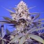 Pineapple Slush XL Auto Feminized Marijuana Strain by Sweet Seeds For Sale Online at Cannabis Seeds Outlet