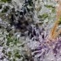 Sweet Seeds Pineapple Slush XL Auto Smoke Buds Weed Ganja Skunk Dope Pot Images Pics Nuggets