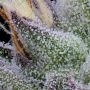 Pineapple Slush XL Auto Feminized by Sweet Seeds THC Content Potency Strength CBD Height Yield Flowering Time Indica Sativa Gene