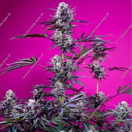 Studio 54 Stardust Auto Feminized Marijuana Strain by Sweet Seeds For Sale Online at Cannabis Seeds Outlet