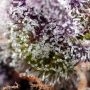 Studio 54 Stardust Auto Feminized by Sweet Seeds THC Content Potency Strength CBD Height Yield Flowering Time Indica Sativa Gene