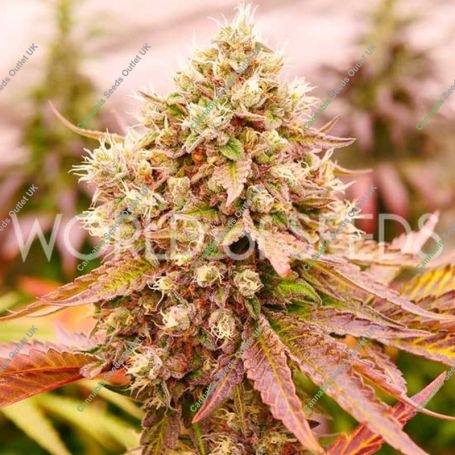 Burger Kush Early Version Feminized Marijuana Strain by World of Seeds For Sale Online at Cannabis Seeds Outlet