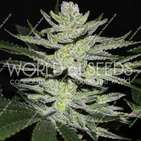 Chocolate Thai OG Feminized Marijuana Strain by World of Seeds For Sale Online at Cannabis Seeds Outlet